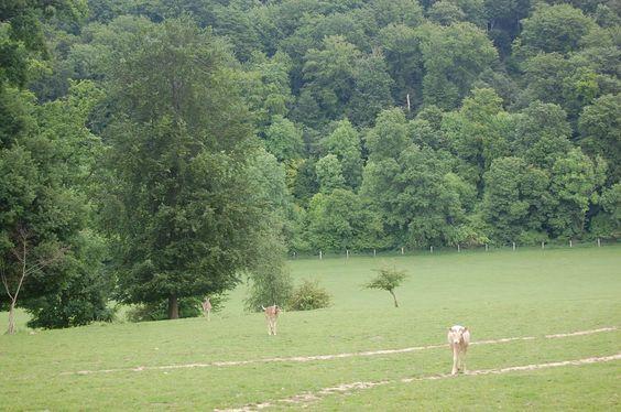 DSC_0097 [50%] [50%].JPG